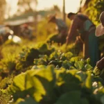 Agricultura Sustentavel